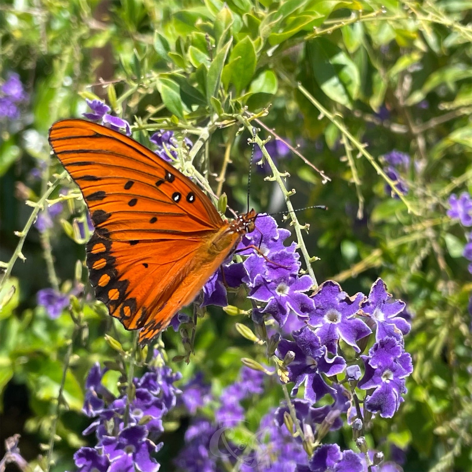 Sky Flower | C&J Gardening Center