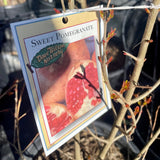Sweet Pomegranate - C&J Gardening Center