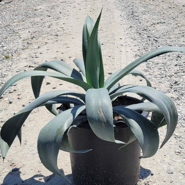 Weber Agave Desert