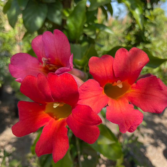 Blood Red Trumpet Vine