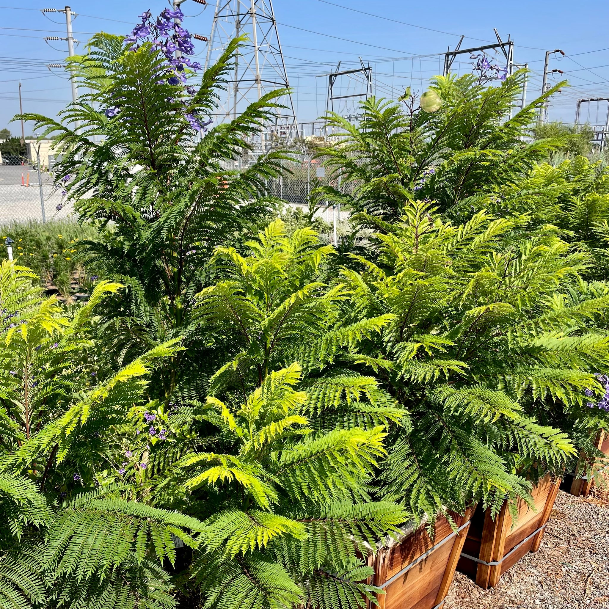 Jacaranda | C&J Gardening Center