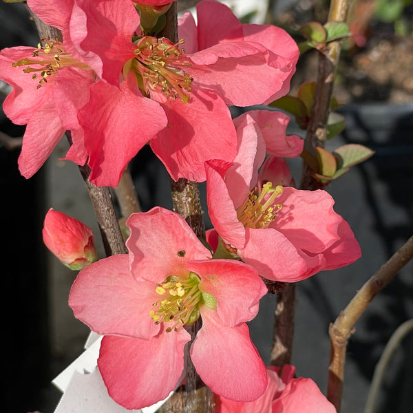 花 chanboo image_a0510cb9-08ec-4fbb-acd7-