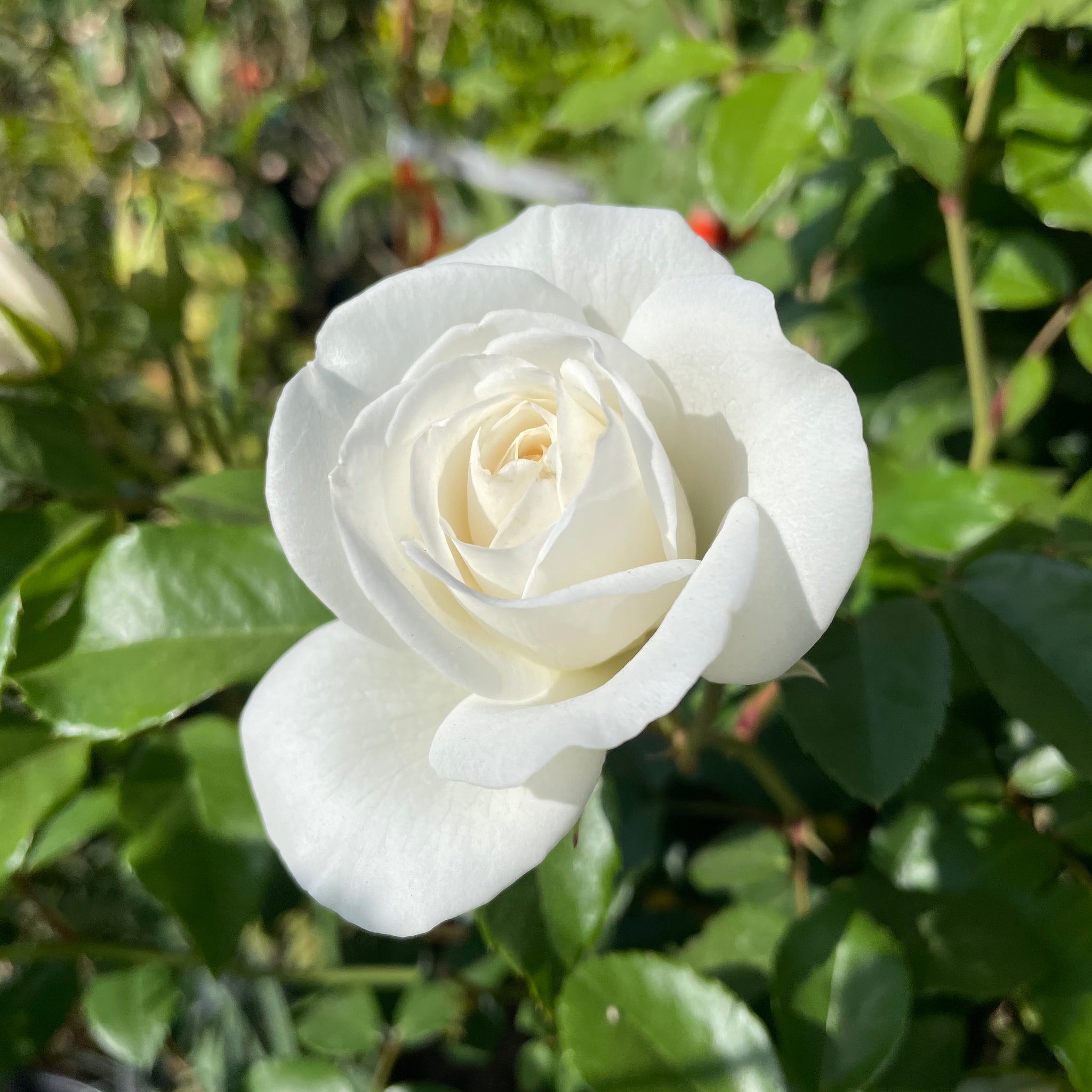 White Iceberg Rose Tree | C&J Gardening Center