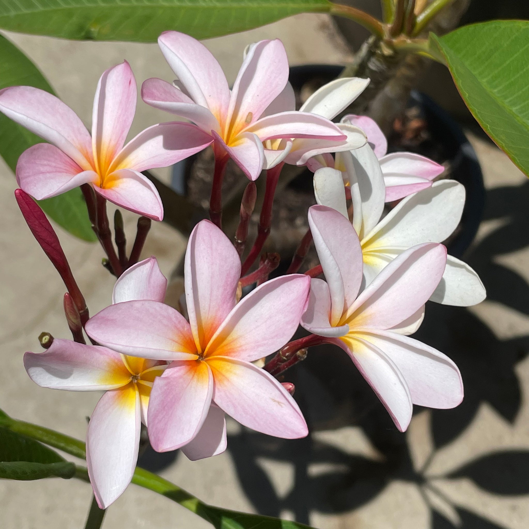 Light Pink Plumeria | C&J Gardening Center