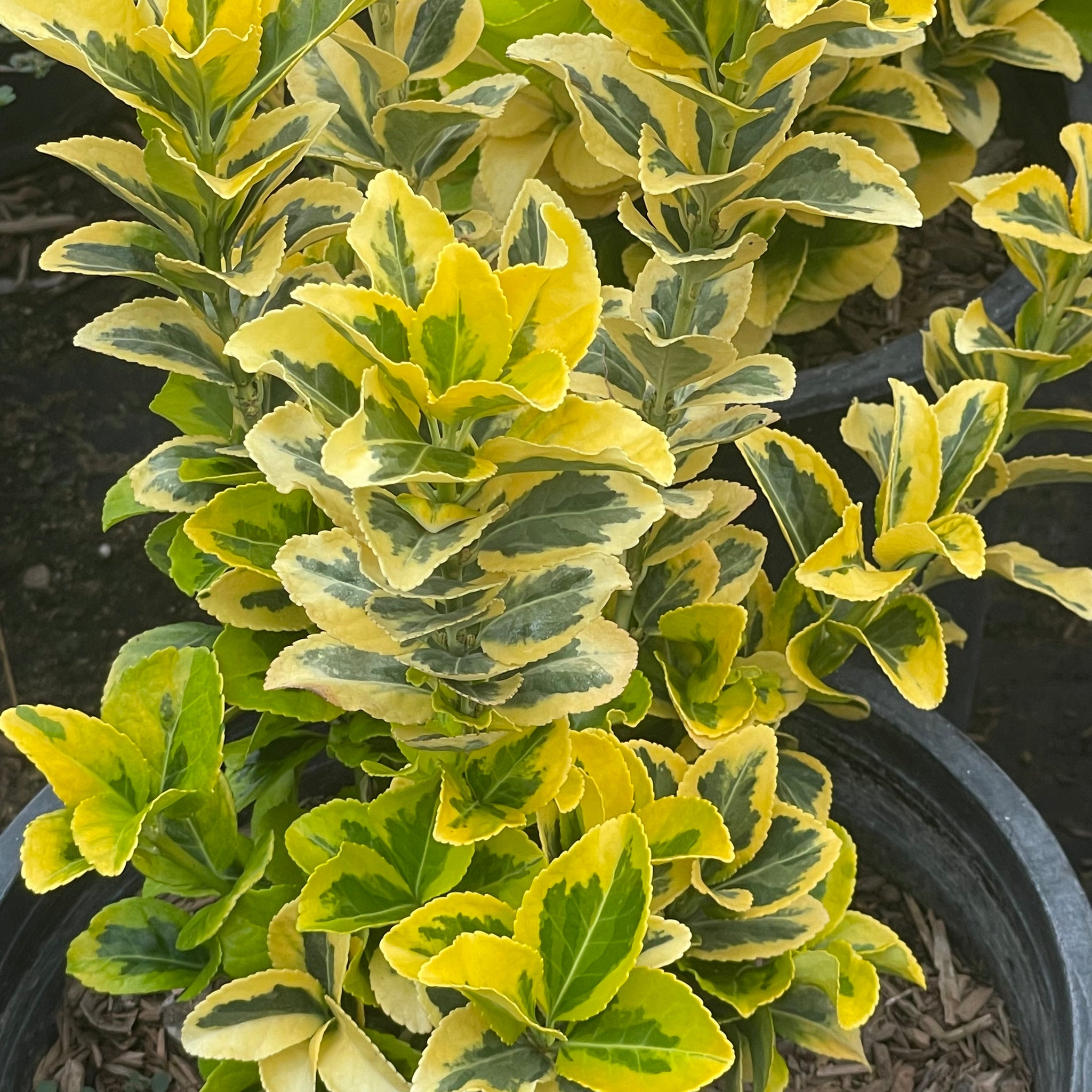 euonymus plant Golden Euonymus Hedge Shrub