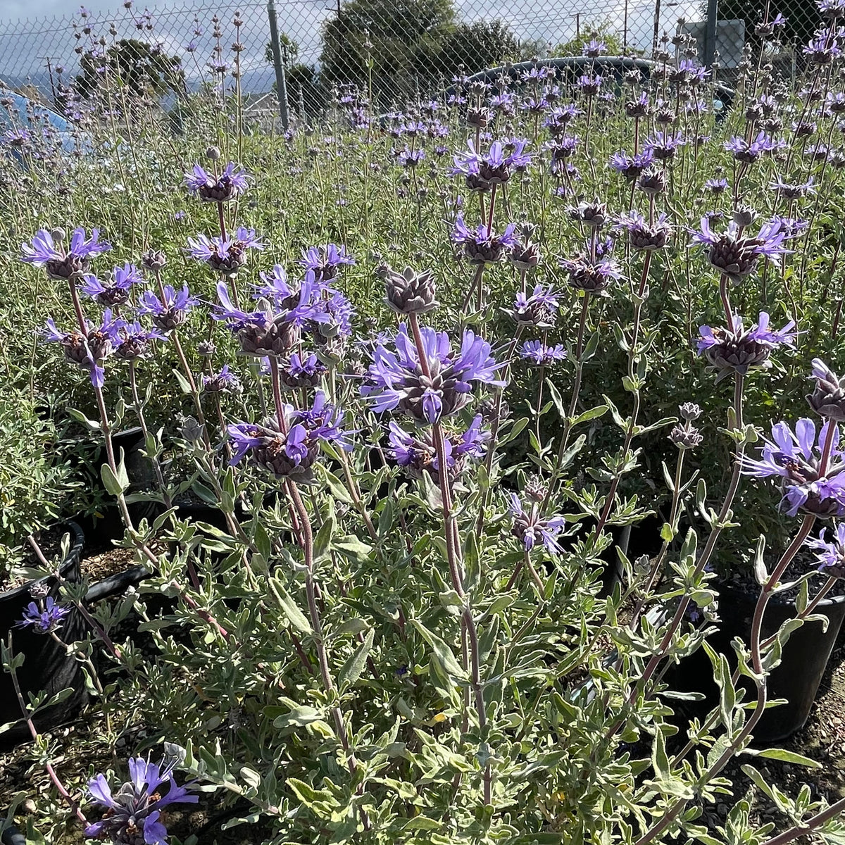 Allen Chickering Sage | C&J Gardening Center