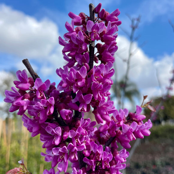 俄克拉荷馬州紫荊花