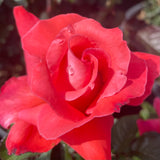 Touch of Class Rose Shrub
