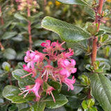 Pink Escallonia - C&J Gardening Center