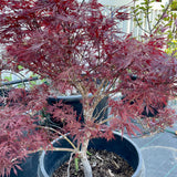 Red Dragon Japanese Maple