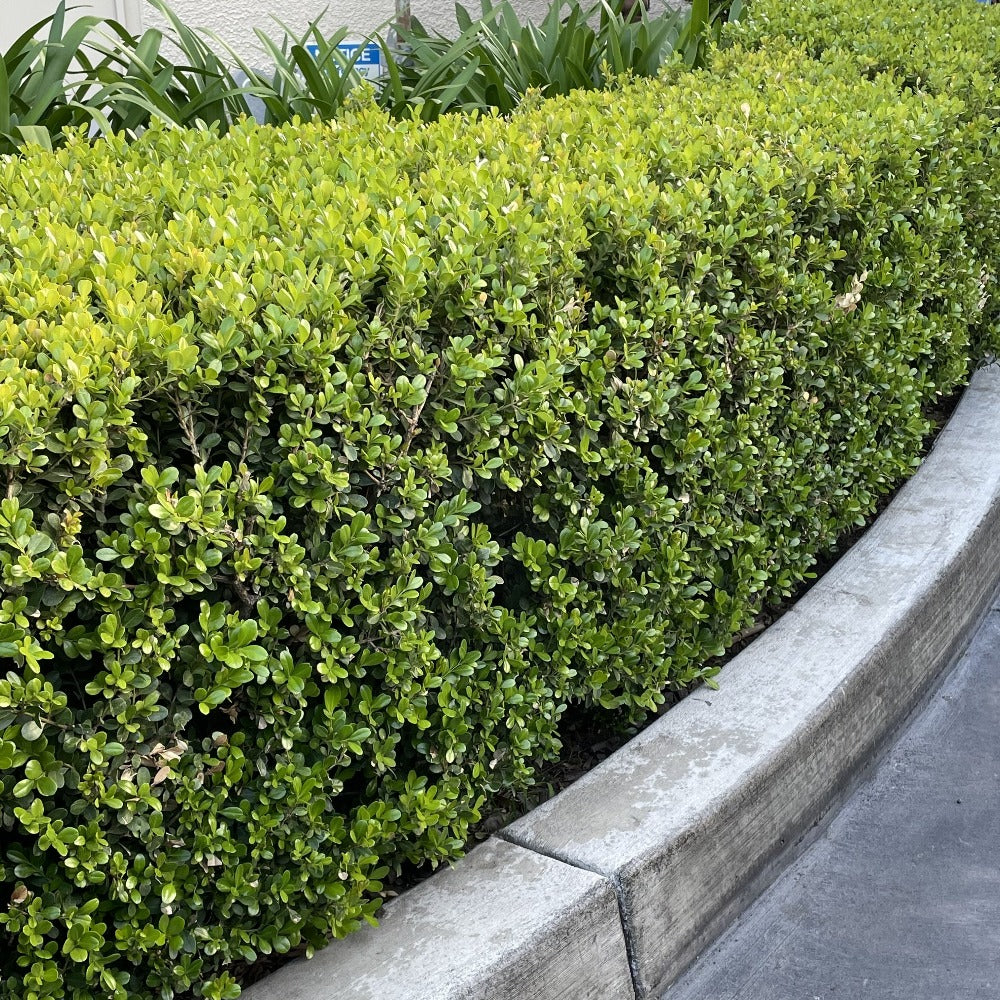 Japanese Boxwood | C&J Gardening Center