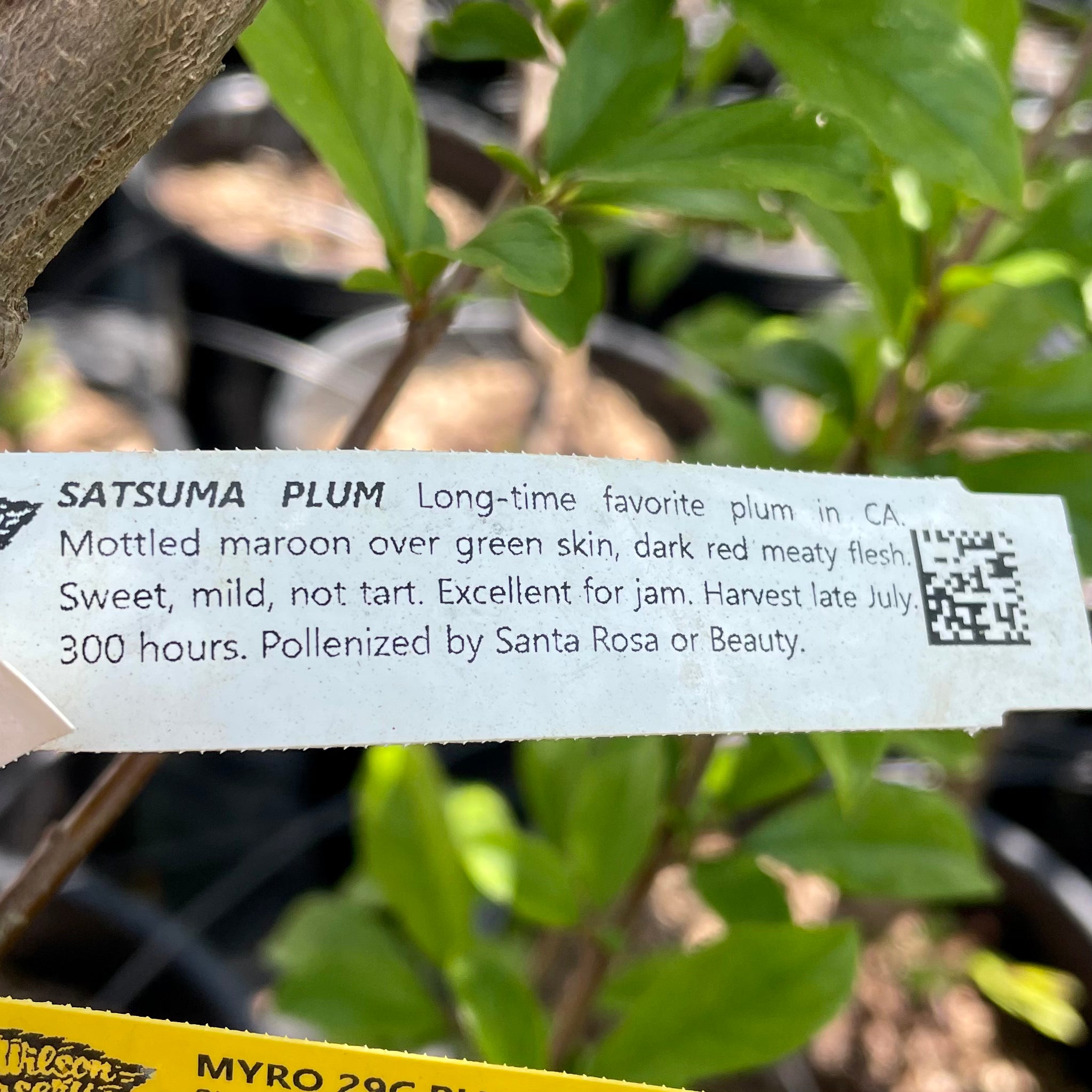 Image JAM STA ROSA image beautiful - Satsuma Plum | C&J Gardening Center