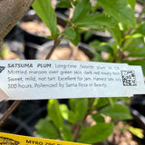 Satsuma Plum - C&J Gardening Center