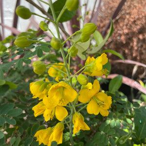 When to Plant Mexican Bird of Paradise Seeds: Expert Timing Tips