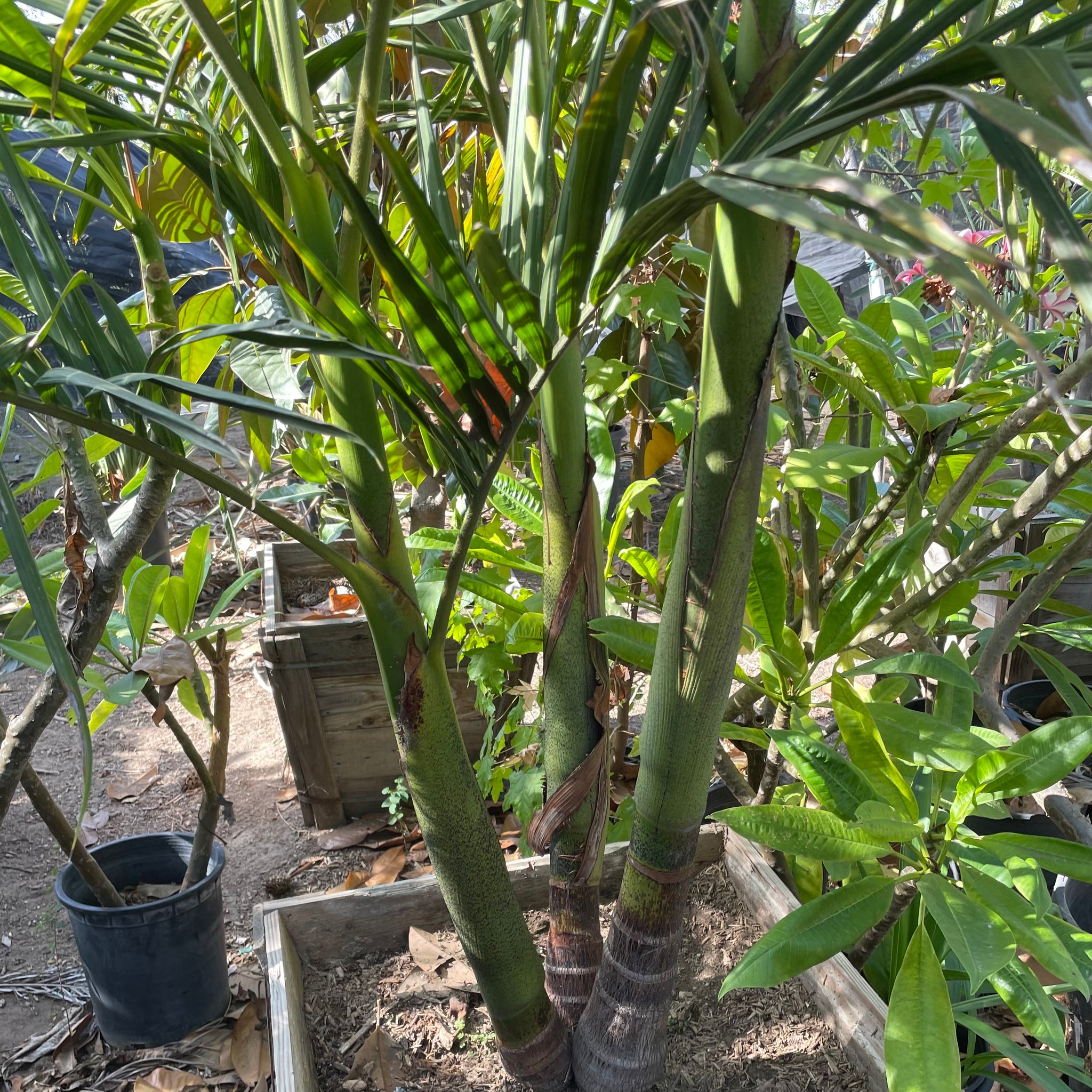 king palm planting King Palm Palm Tree - 15 Gallon Multi ( 3