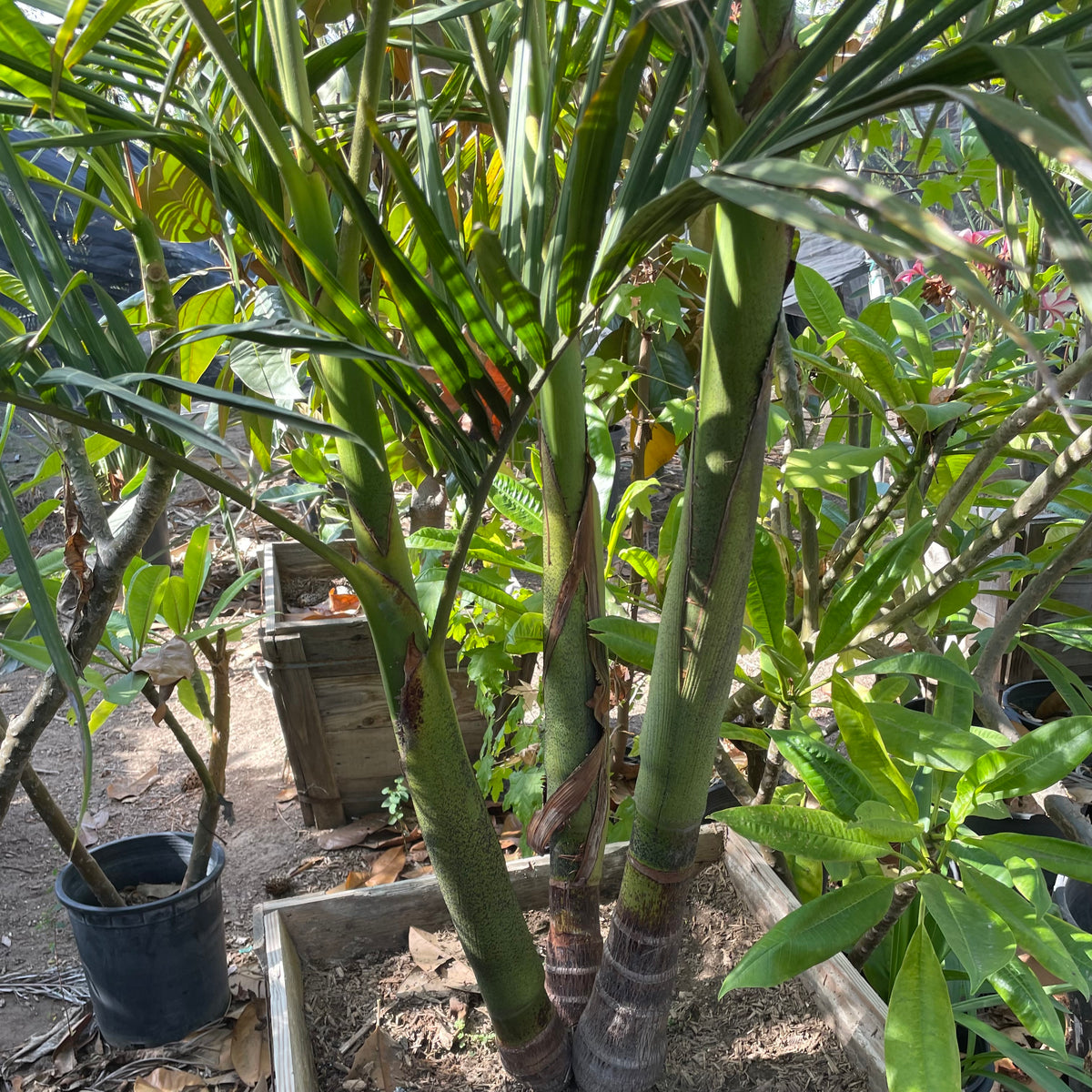 King Palm | C&J Gardening Center