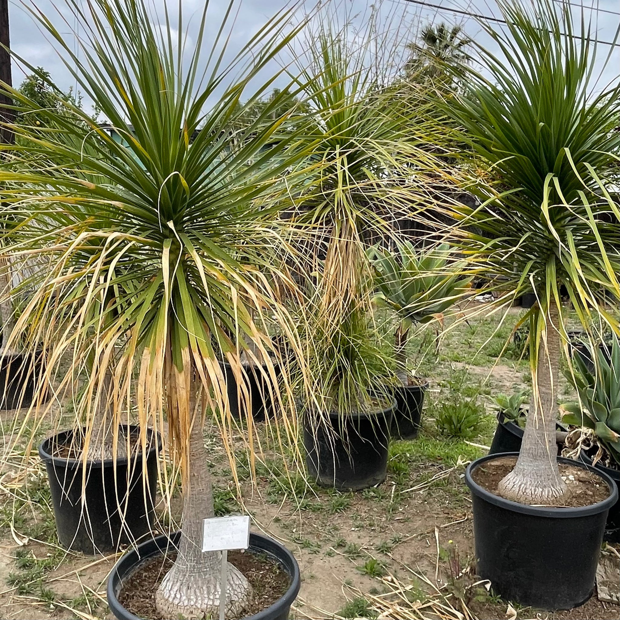 ponytail palm plant Ponytail Palm Indoor Plant