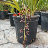 Pink Small Flower Boat Orchid