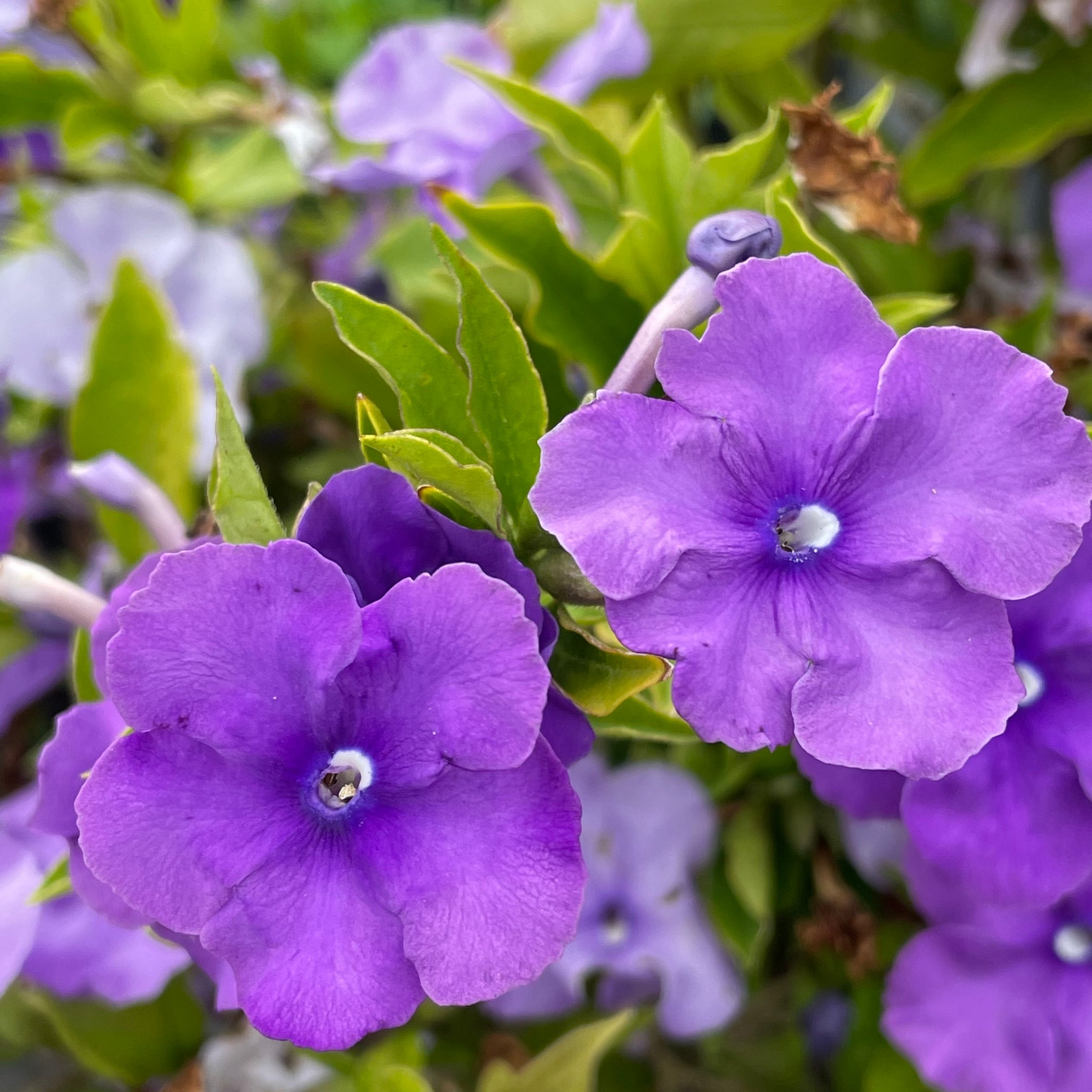 Yesterday, Today, Tomorrow | C&J Gardening Center