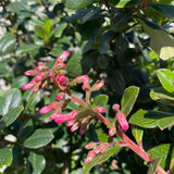Pink Escallonia - C&J Gardening Center