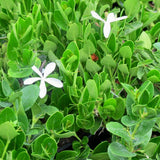 Dwarf Natal Plum - C&J Gardening Center