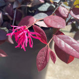 Pink Chinese Fringe Flower