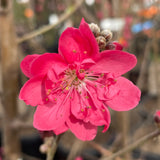 Early Red Flowering Peach - C&J Gardening Center