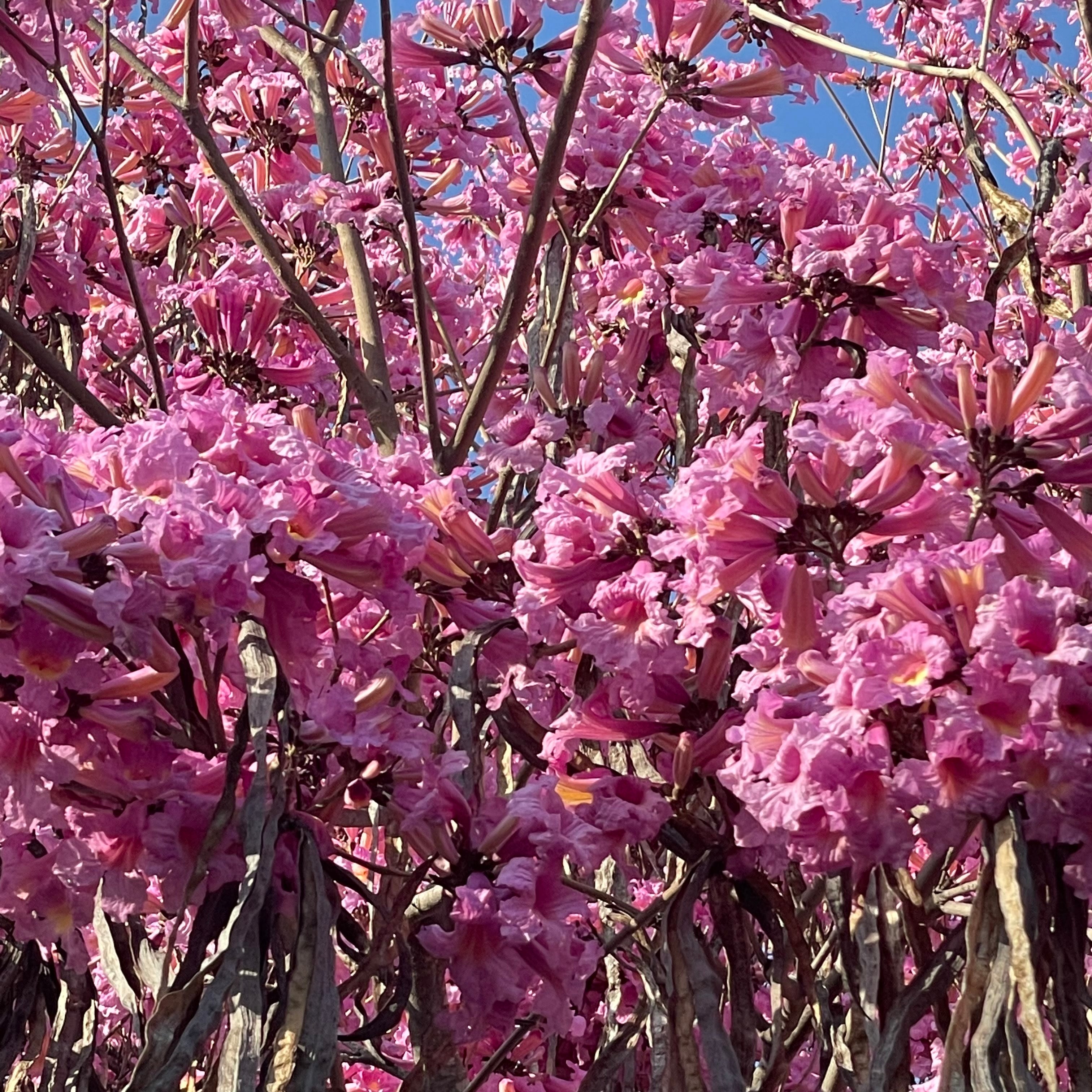 lavender tabebuia tree Lavender Trumpet Tree General Tree - 15 Gallon ( 5