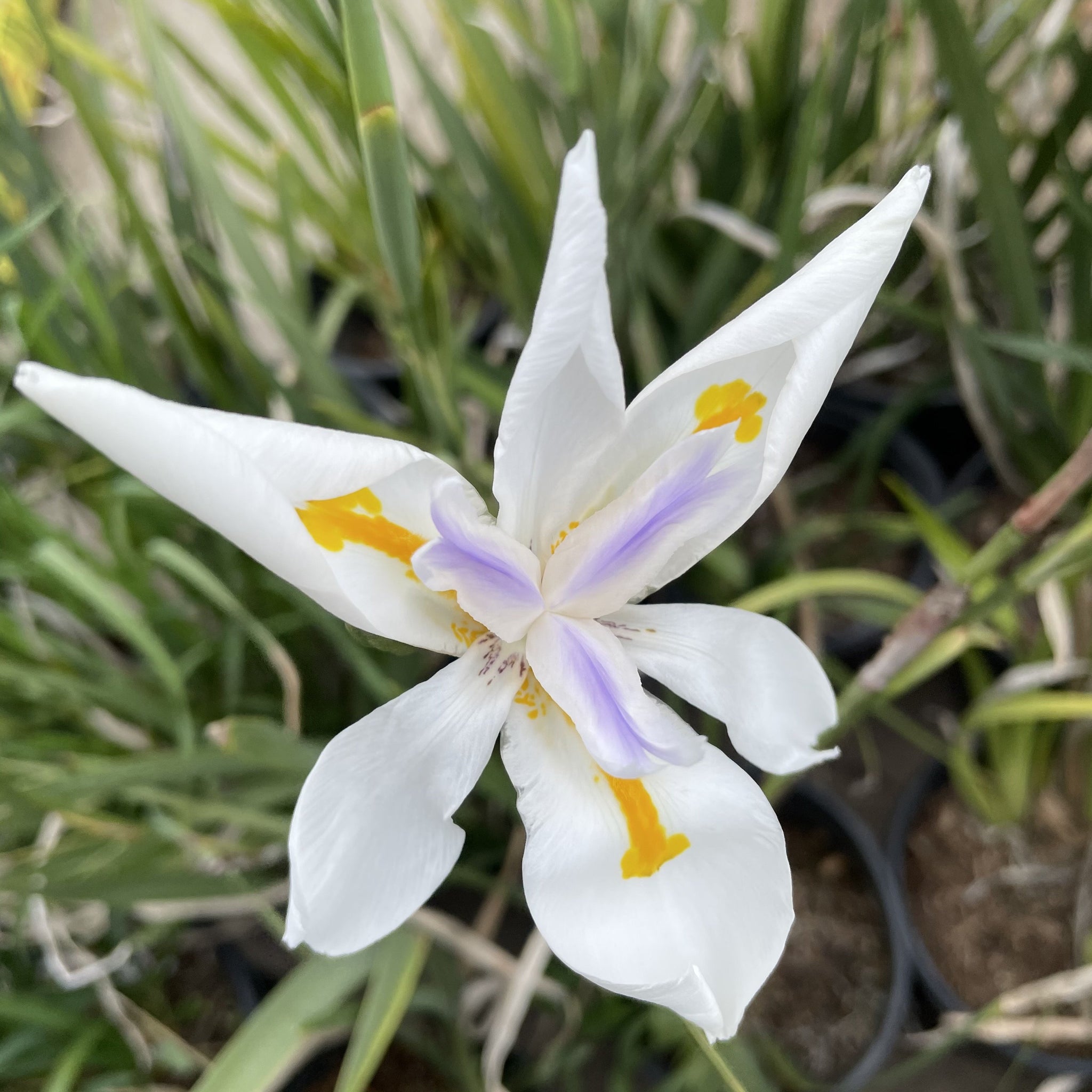 iris lily white African Iris Flower Shrub