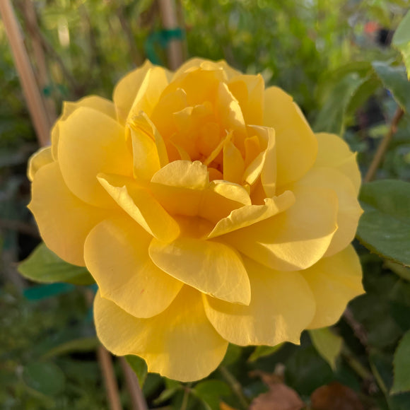 Yellow Rose - C&J Gardening Center