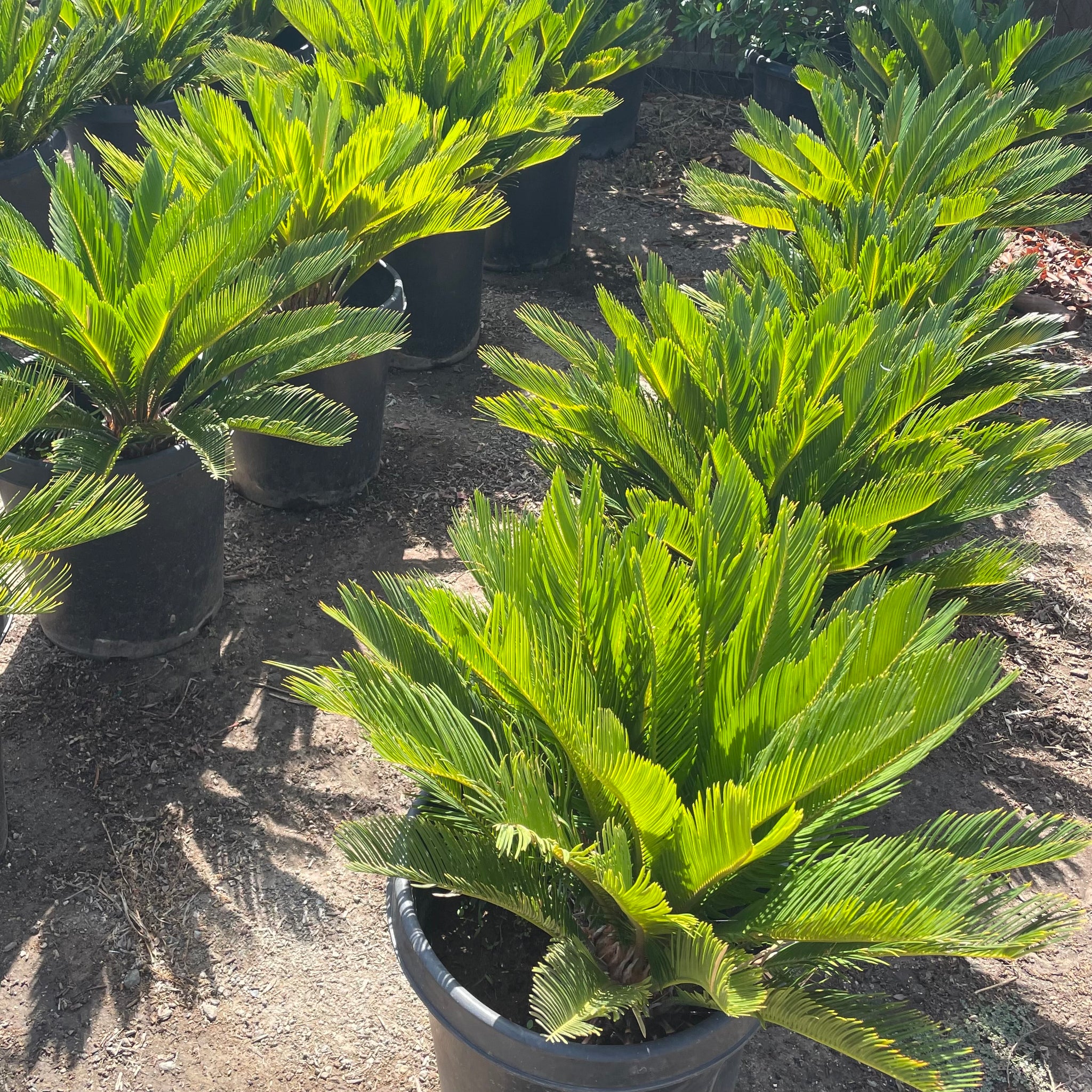 sago palm plant price Sago Palm Palm Tree