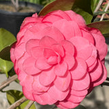Pink Shade Mrs. Tingley Camellia