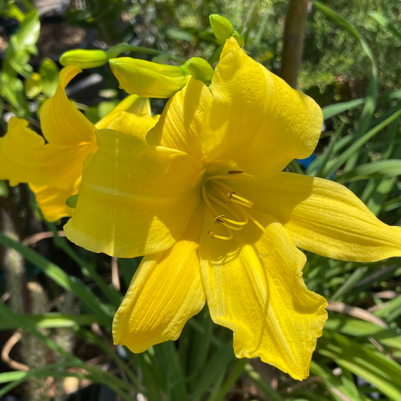 Yellow Shade Daylily - C&J Gardening Center