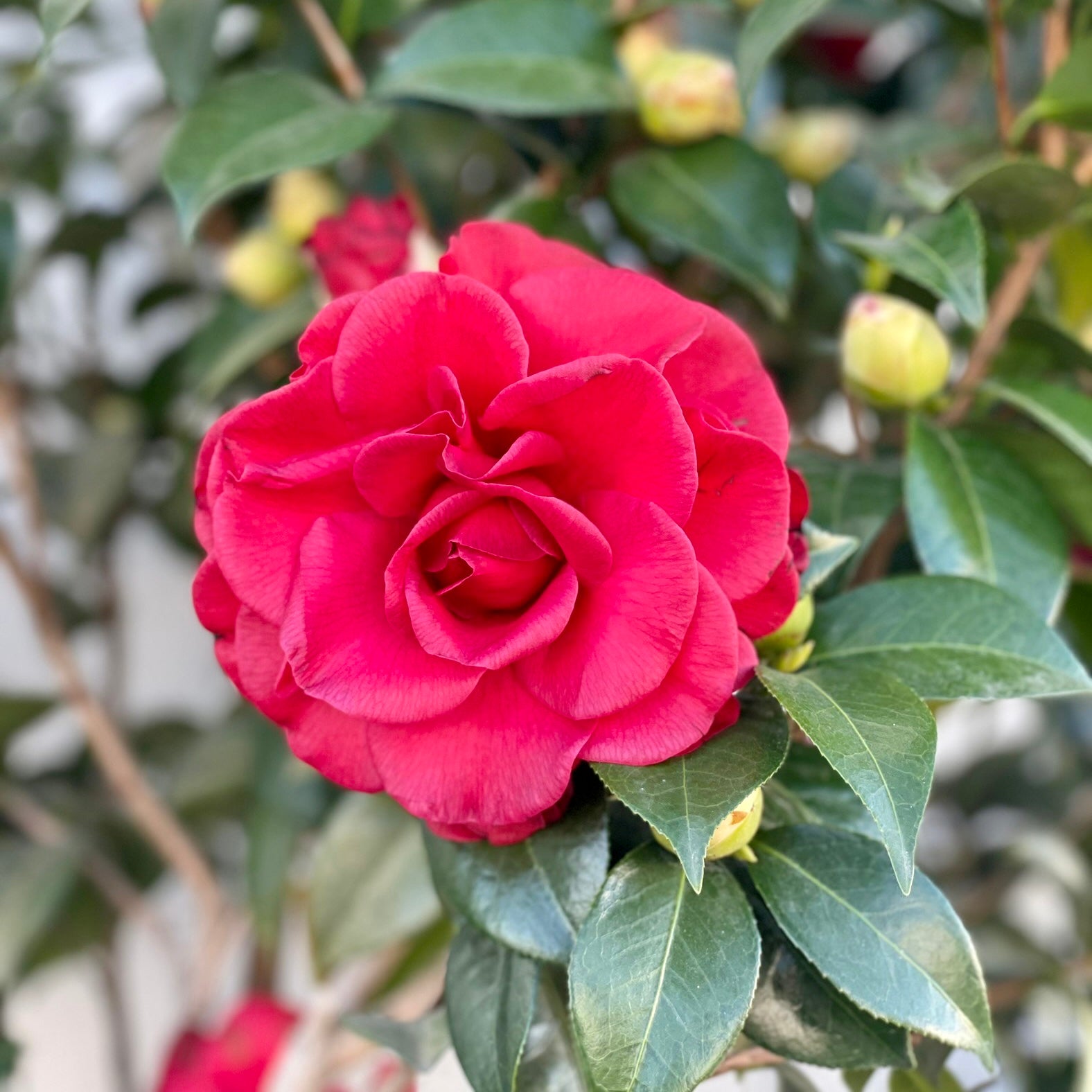 Tom Knudsen Camellia | C&J Gardening Center