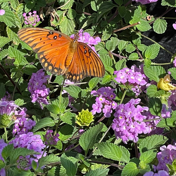 Purple Trailing Lantana