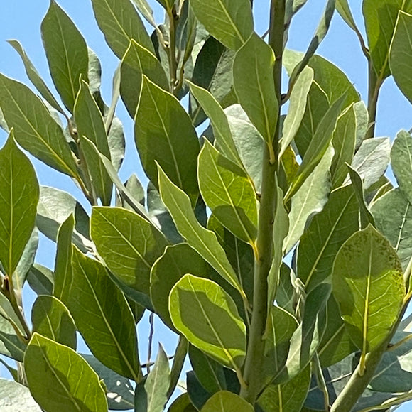 Sweet Bay Tree