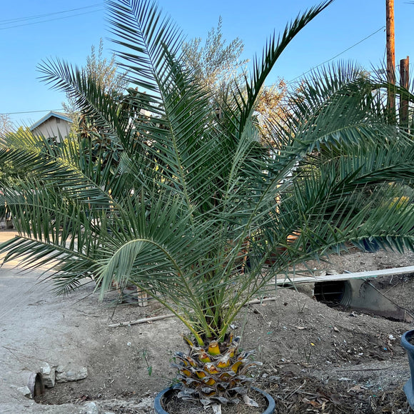 Canary Island Palm