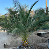 Canary Island Palm - C&J Gardening Center