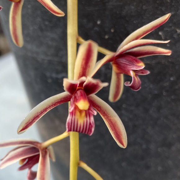 Pink Small Flower Boat Orchid