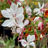 Whirling Butterflies Gaura