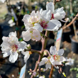 All-In-One Almond Tree