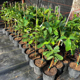 Red Diamond Wax Apple - C&J Gardening Center