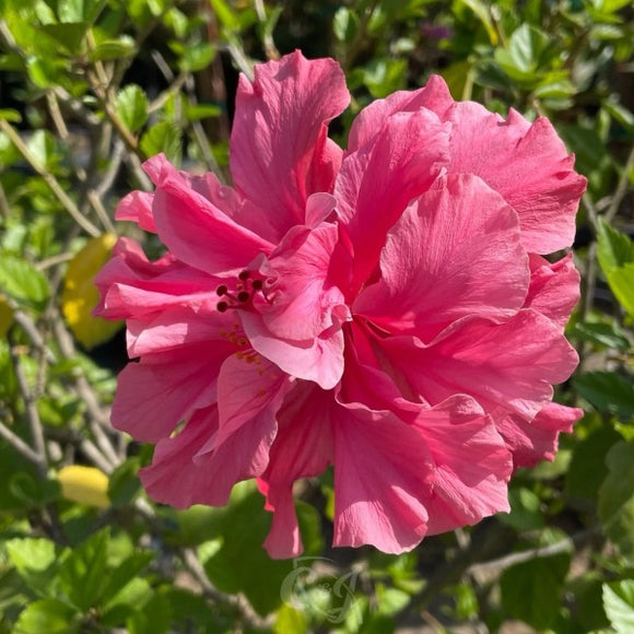 Double Pink Shade Hibiscus - C&J Gardening Center