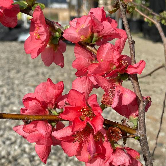 Red Flowering Quince