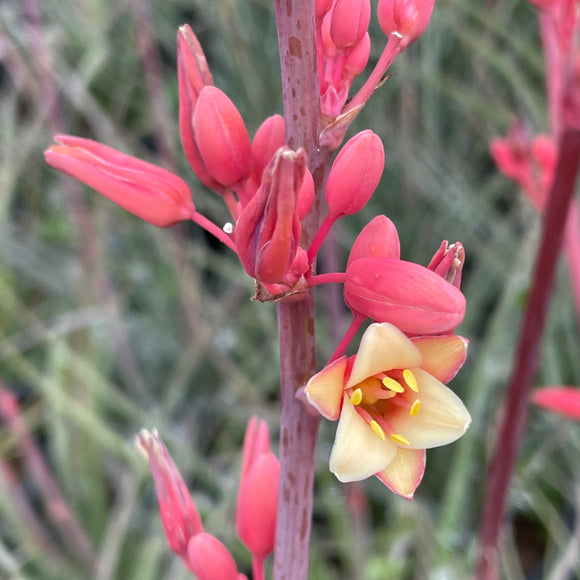 is red yucca a succulent Red Yucca