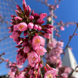 Okame開花的櫻桃