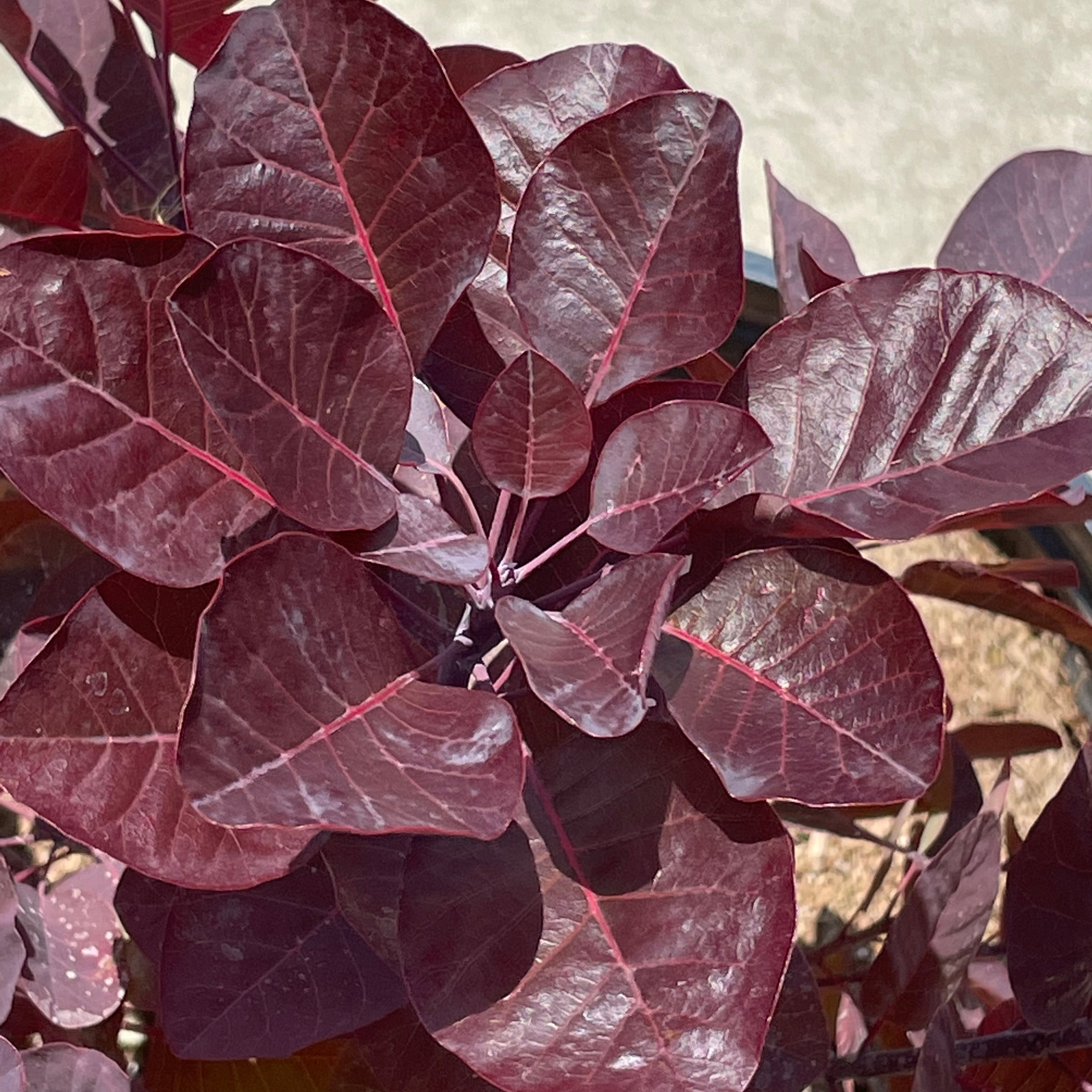 Royal Purple Smoke Tree Hedge Shrub - 5 Gallon at C&J Gardening Center