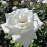 Pascali White Rose Shrub