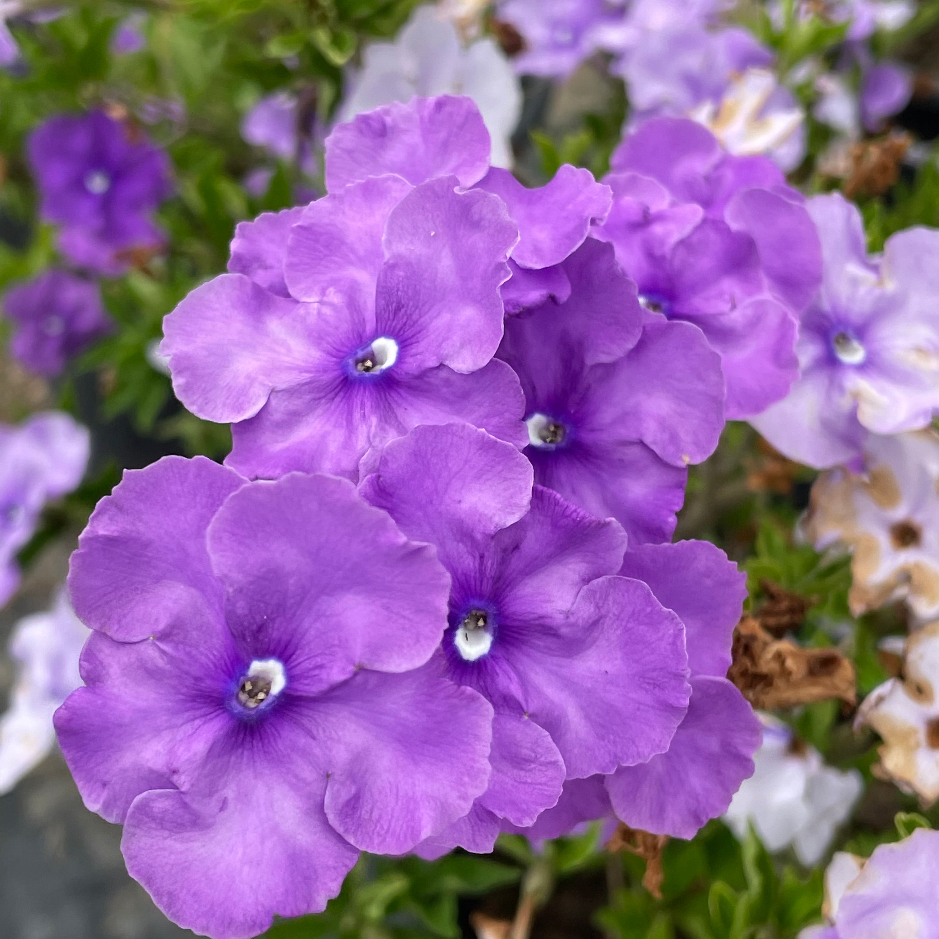 あかねこのは ウォールフラワー29 Yesterday Today Tomorrow | C&J Gardening Center