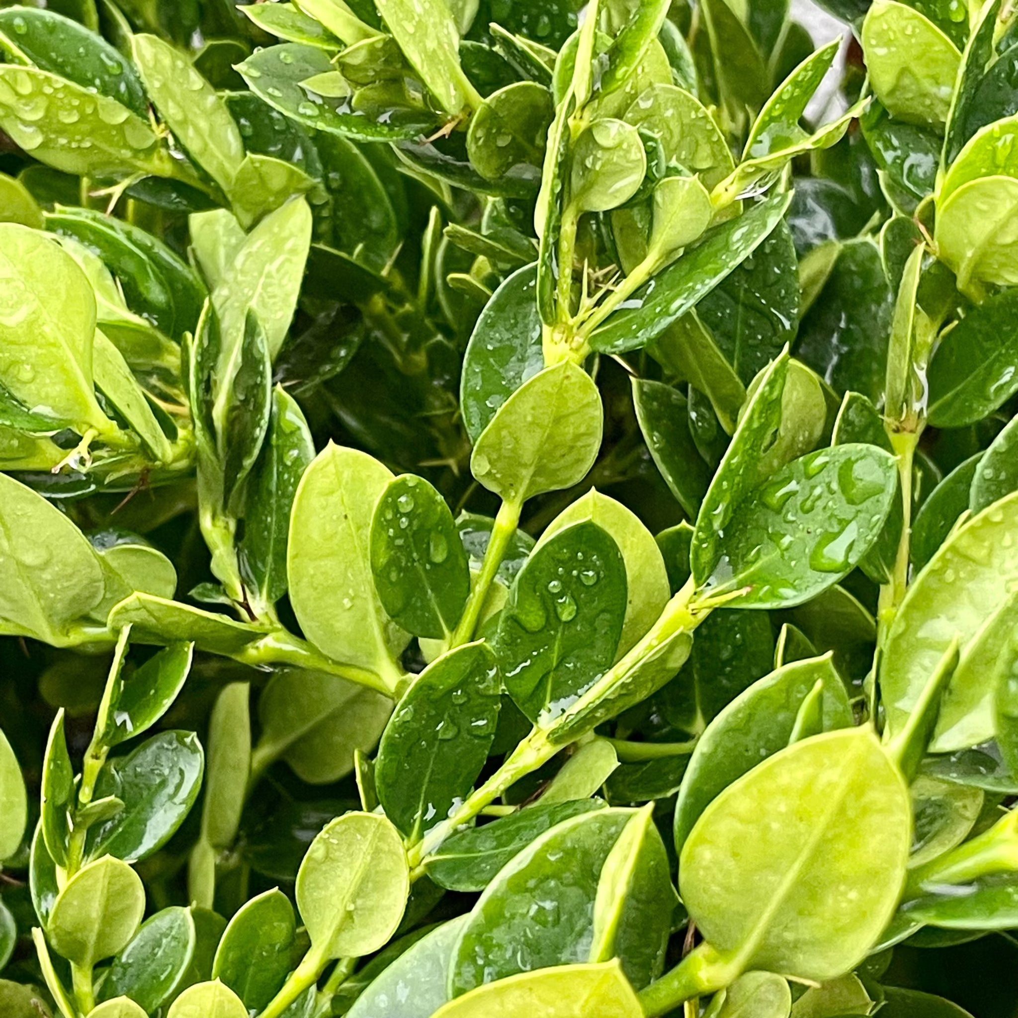 Low Growing Natal Plum Desert